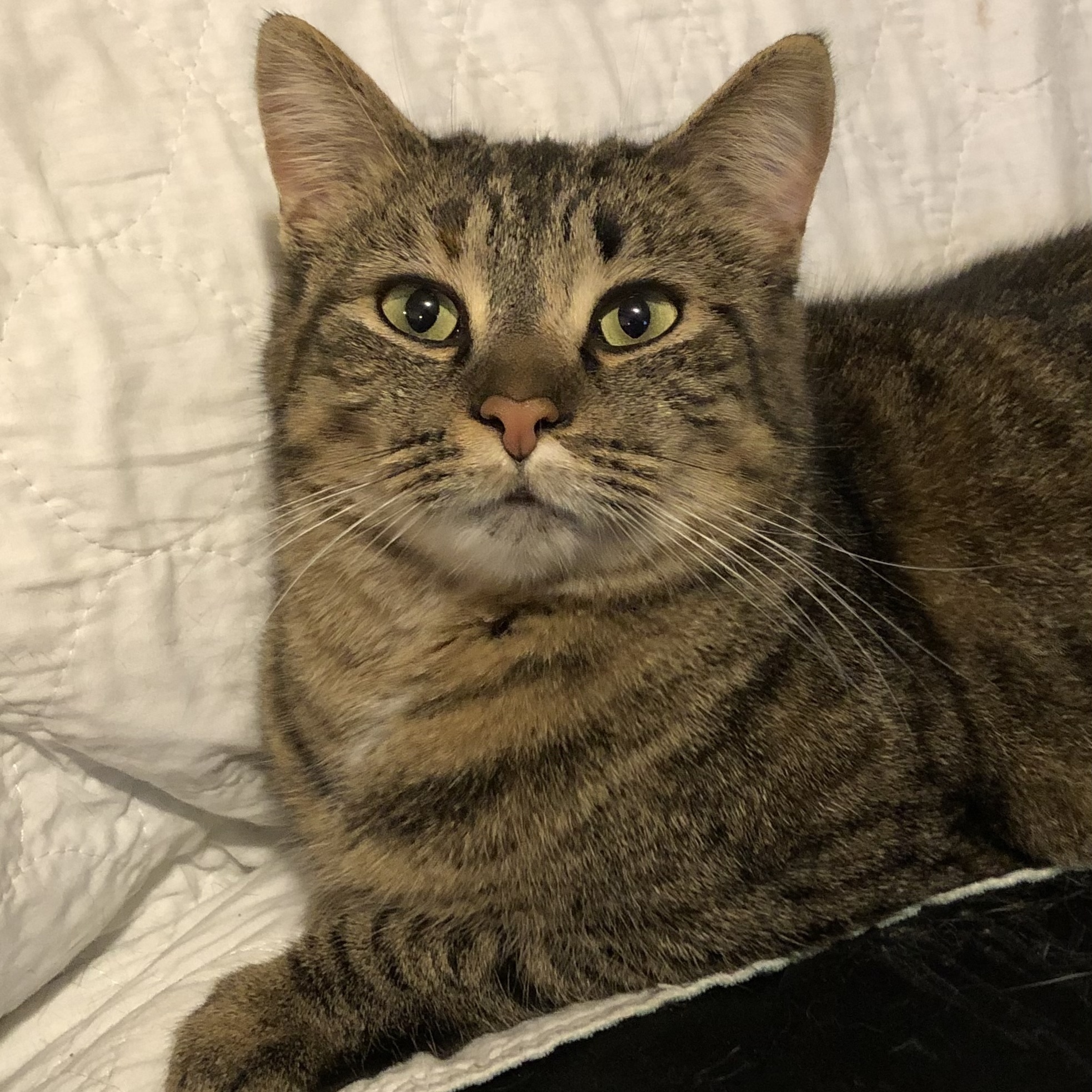 Junior, a Adoptable mixed breed in Goshen, IN image 6/6