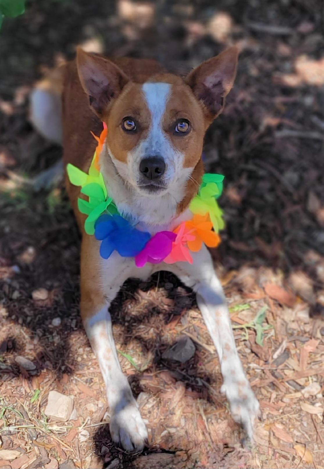 Enlarge Chica, a ADOPTABLE mixed breed in Vernon, TX image 2/3