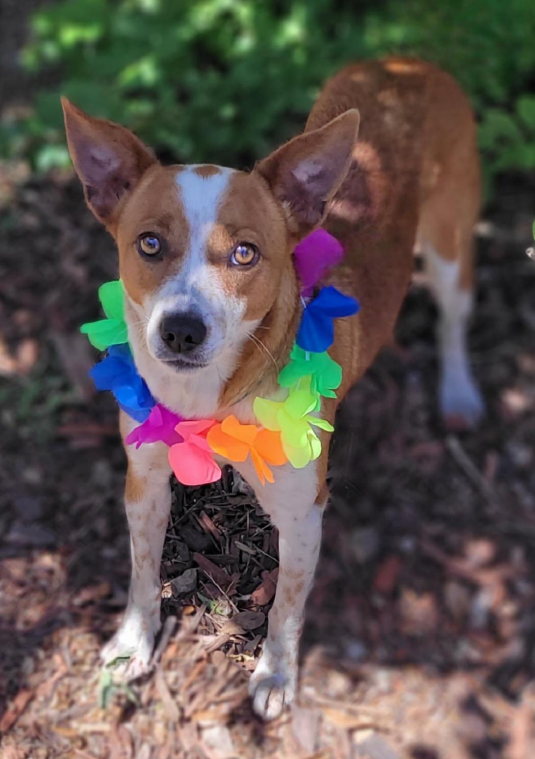 Enlarge Chica, a ADOPTABLE mixed breed in Vernon, TX image 3/3