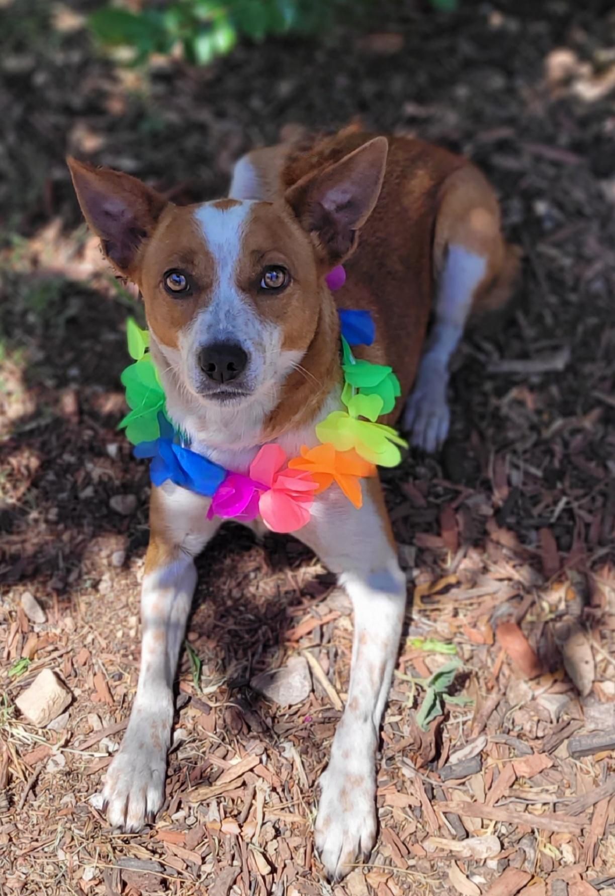Chica, ADOPTABLE, Adult Female Australian Cattle Dog / Blue Heeler.