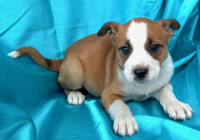 Bud Flora — thumbnail 3