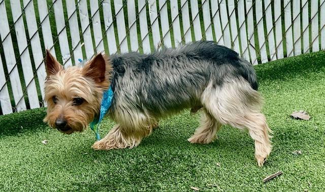 Enlarge Chip, an adopted Yorkshire Terrier in Gallatin, TN image 3/4
