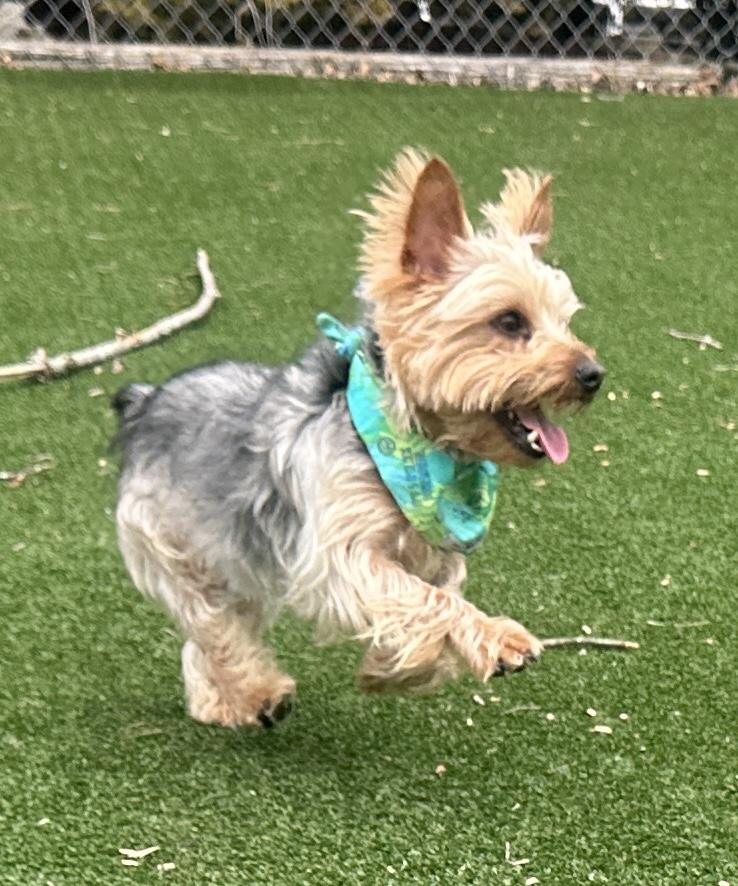 Enlarge Chip, an adopted Yorkshire Terrier in Gallatin, TN image 4/4