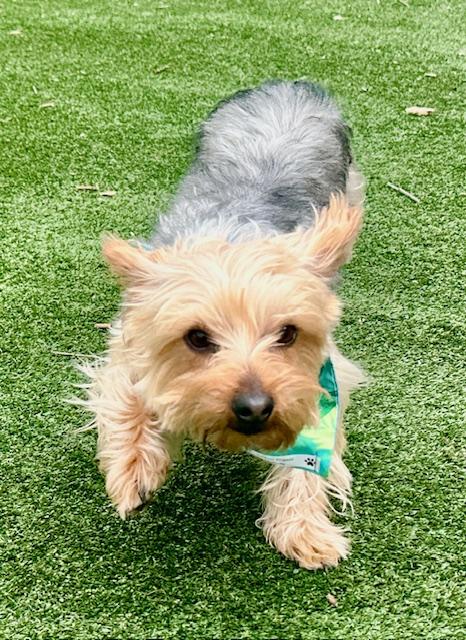 Chip, adopted, Adult Male Yorkshire Terrier.