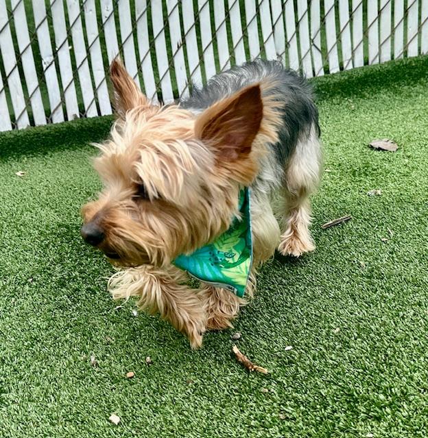 Enlarge Chip, an adopted Yorkshire Terrier in Gallatin, TN image 2/4