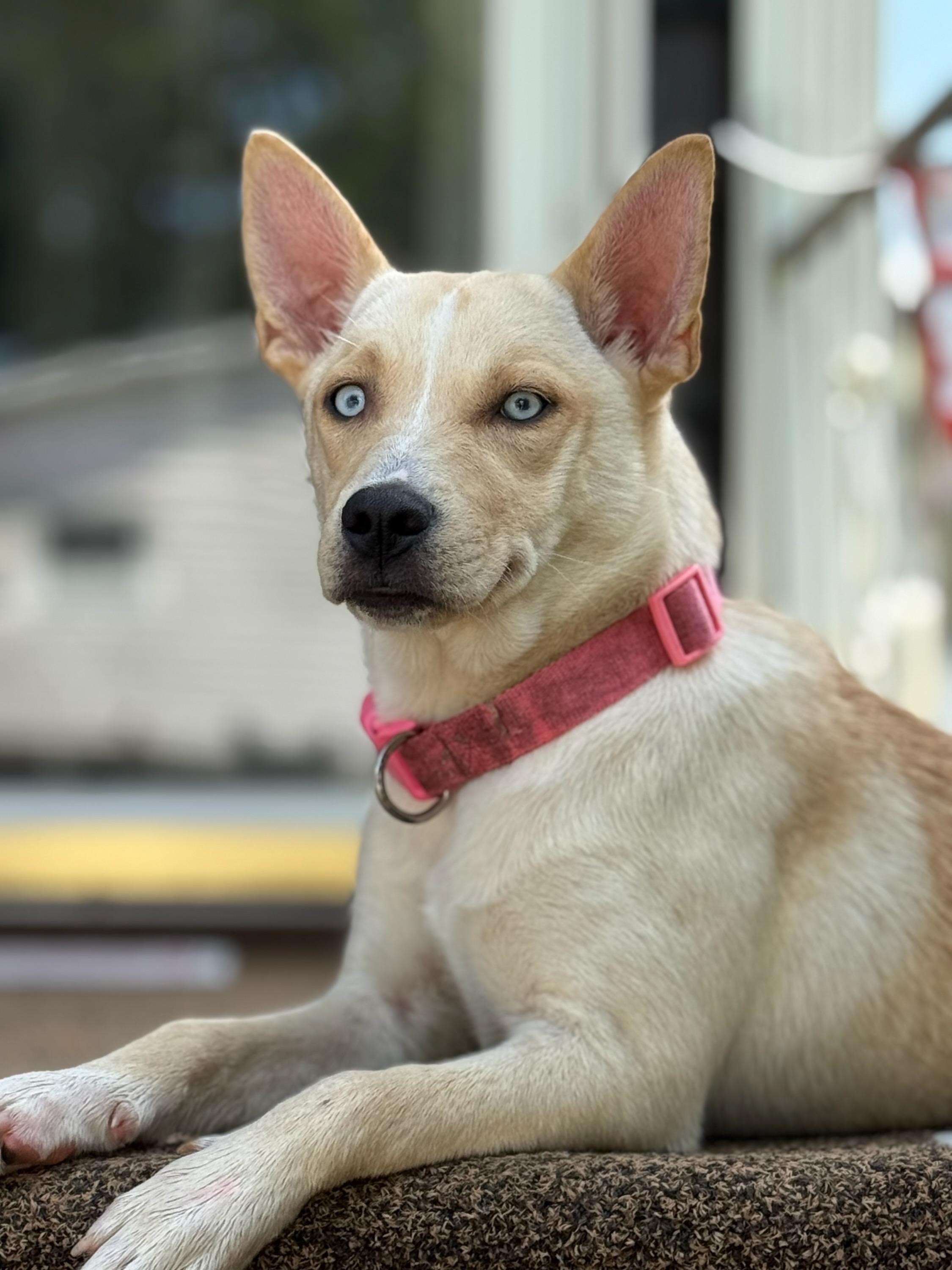 Enlarge Skylar, a Adopted mixed breed in New Martinsville, WV image 1/2