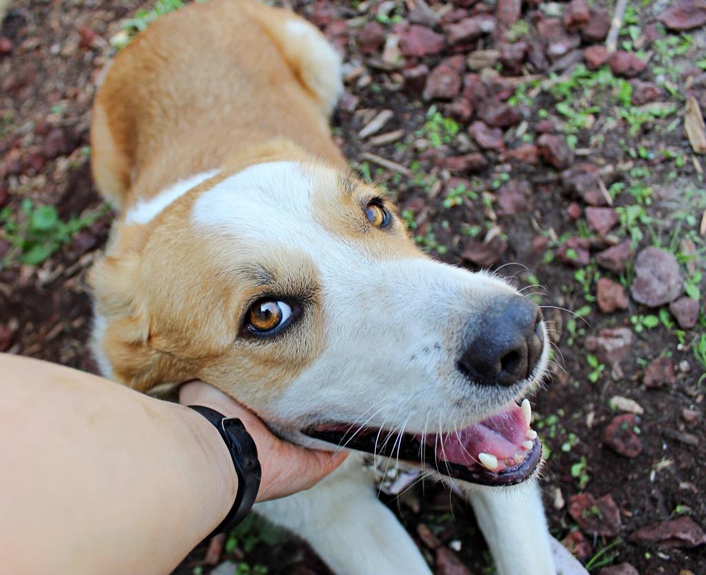 Enlarge Ernie, a Adoptable mixed breed in Indianapolis, IN image 1/6