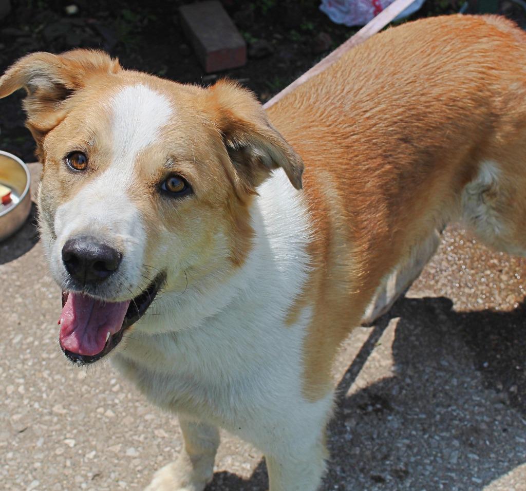 Ernie, Adoptable, Adult Male Border Collie & Australian Shepherd.