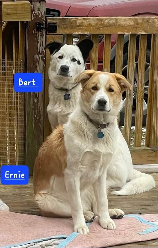 Enlarge Ernie, a Adoptable mixed breed in Indianapolis, IN image 3/6