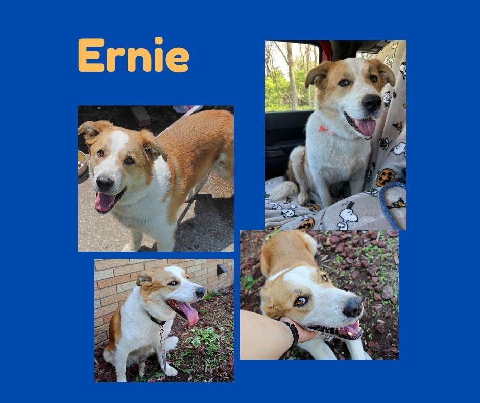 Enlarge Ernie, a Adoptable mixed breed in Indianapolis, IN image 4/6