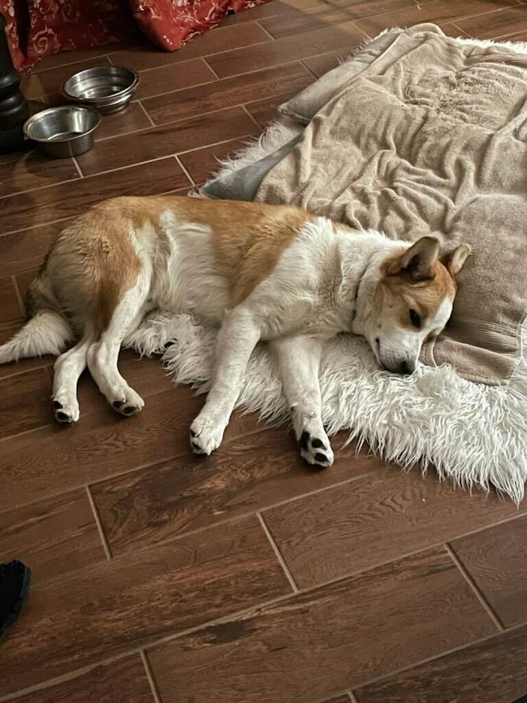 Enlarge Ernie, a Adoptable mixed breed in Indianapolis, IN image 5/6