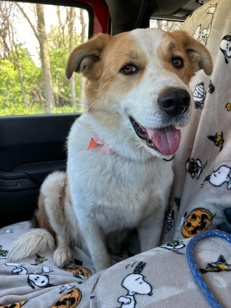 Enlarge Ernie, a Adoptable mixed breed in Indianapolis, IN image 6/6