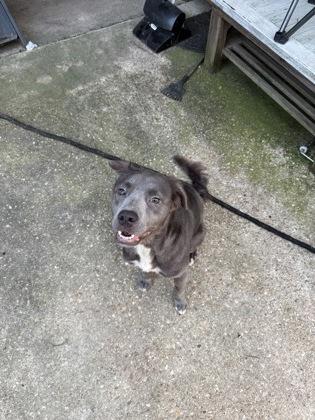 Grace (157285) (In a foster home), ADOPTABLE, Young Female Pit Bull Terrier.