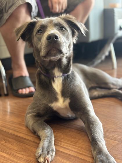 Enlarge Grace (157285) (In a foster home), a ADOPTABLE Pit Bull Terrier in Baton Rouge, LA image 3/3