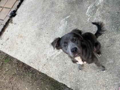Enlarge Grace (157285) (In a foster home), a ADOPTABLE Pit Bull Terrier in Baton Rouge, LA image 2/3