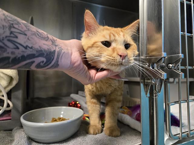BUZZ ALDRIN, Adoptable, Young Male Domestic Short Hair.