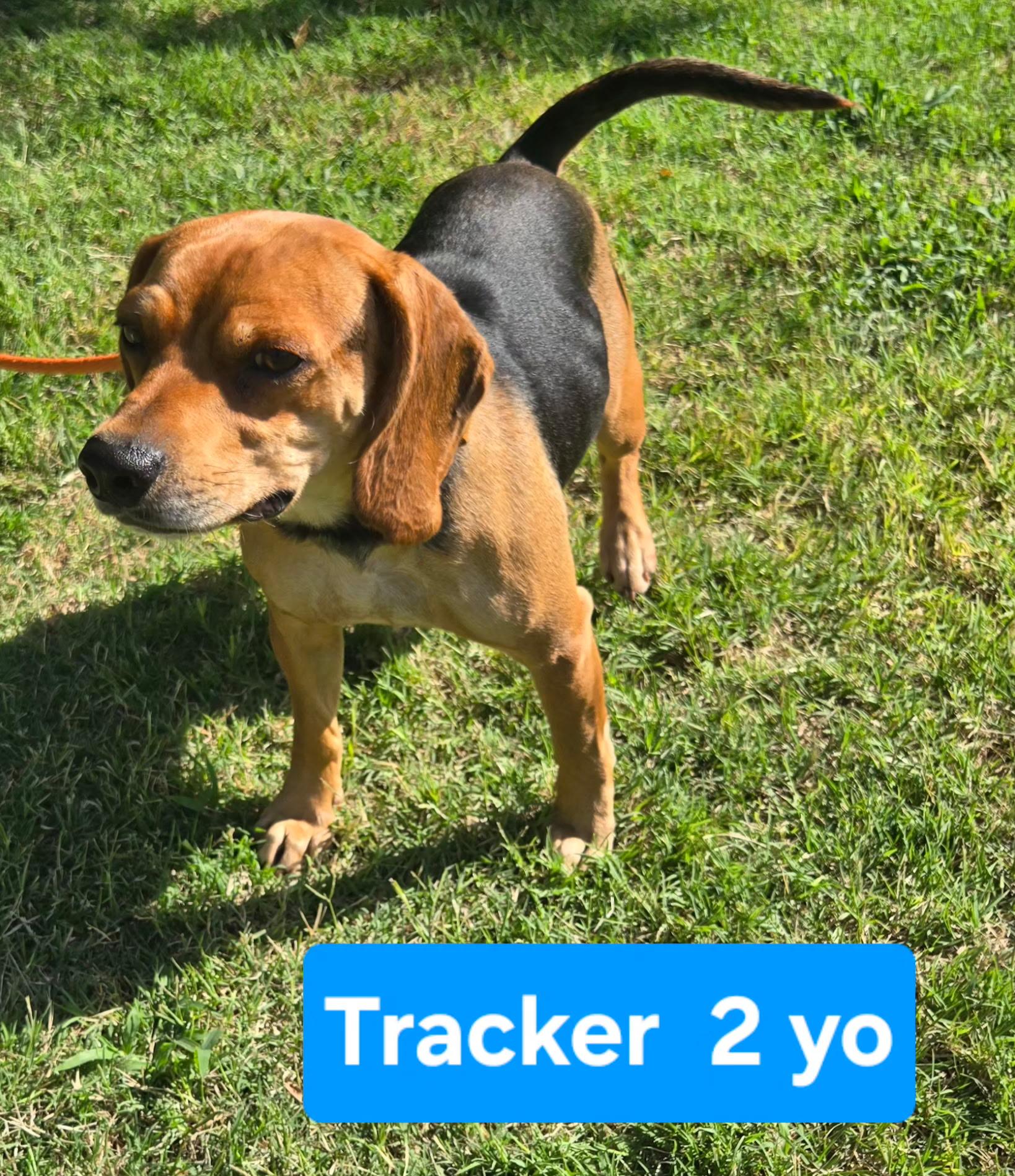 Enlarge Tracker 375, a ADOPTABLE mixed breed in Milwaukee, WI image 2/4