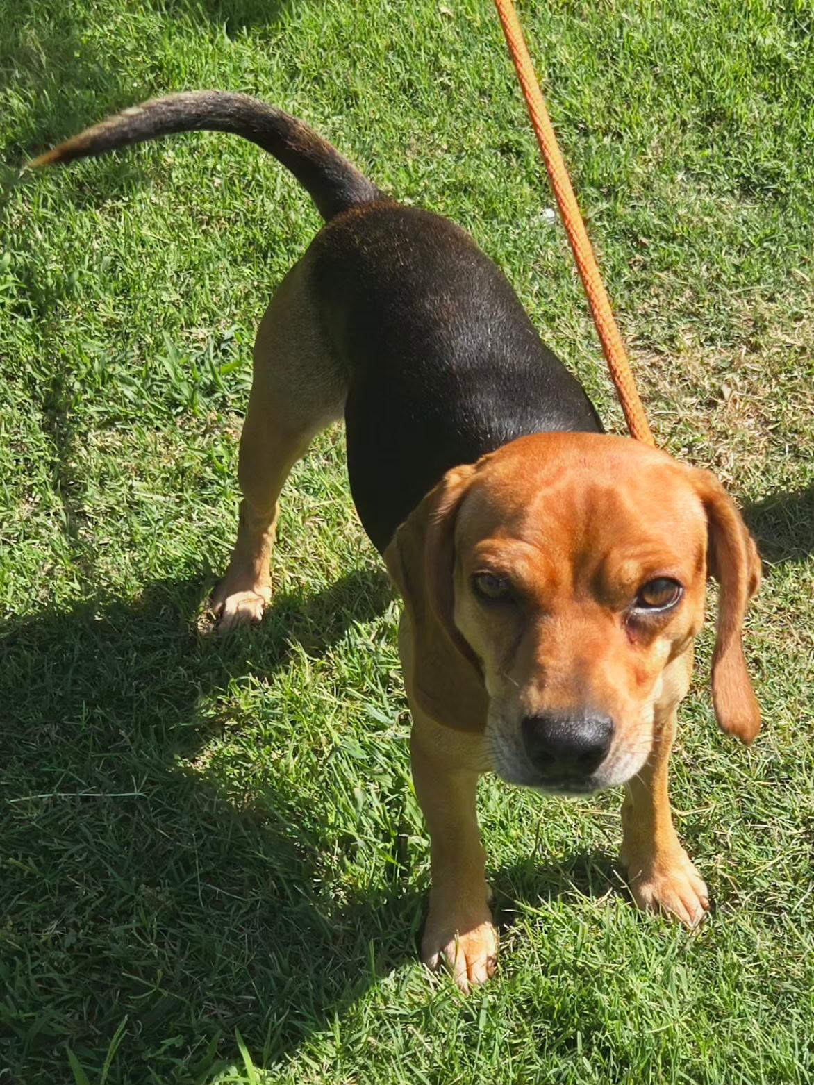 Enlarge Tracker 375, a ADOPTABLE mixed breed in Milwaukee, WI image 3/4