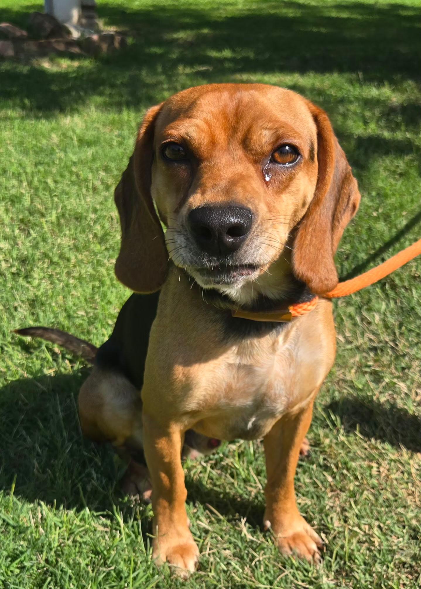 Tracker 375, ADOPTABLE, Adult Male Beagle.
