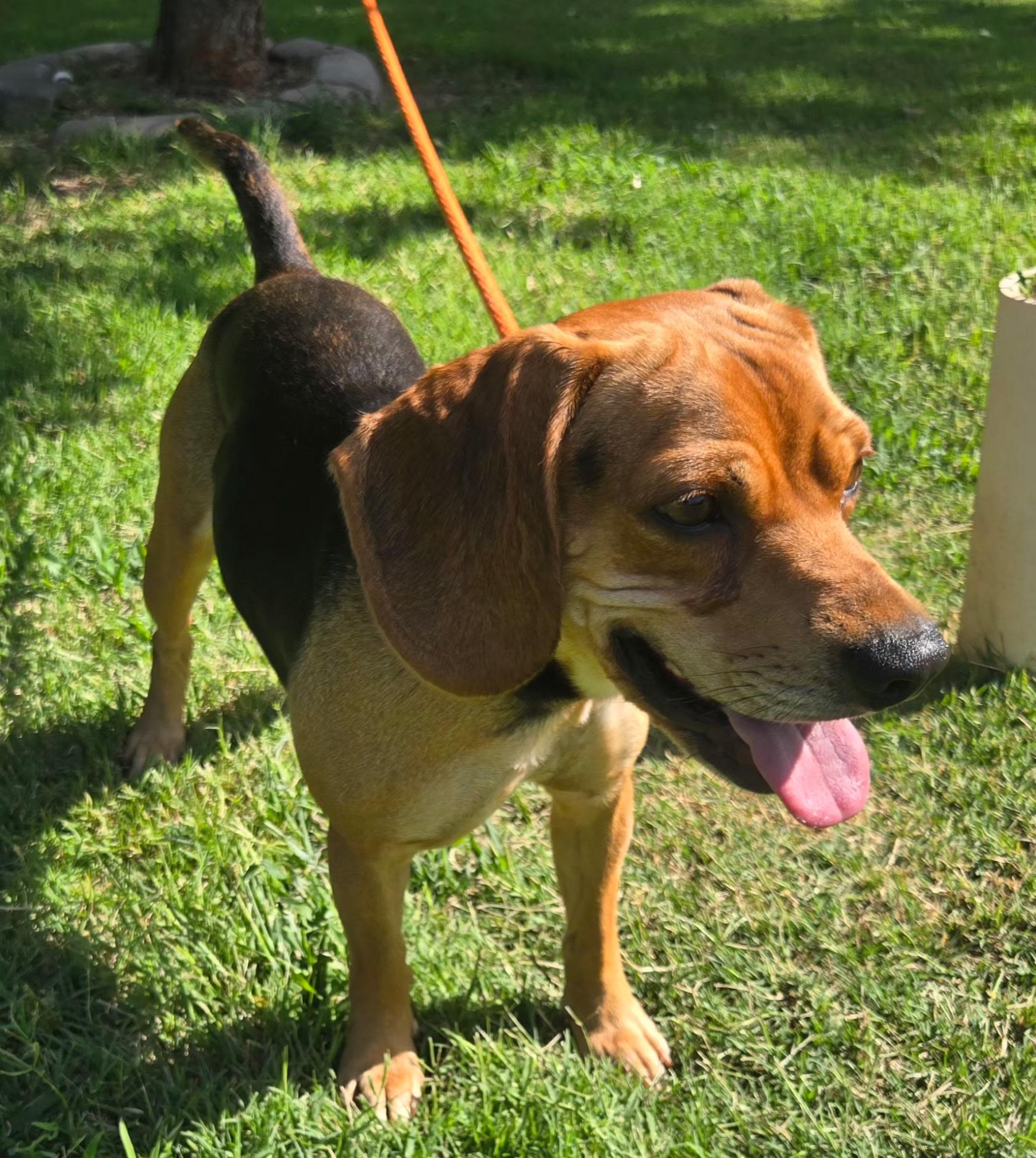 Enlarge Tracker 375, a ADOPTABLE mixed breed in Milwaukee, WI image 4/4