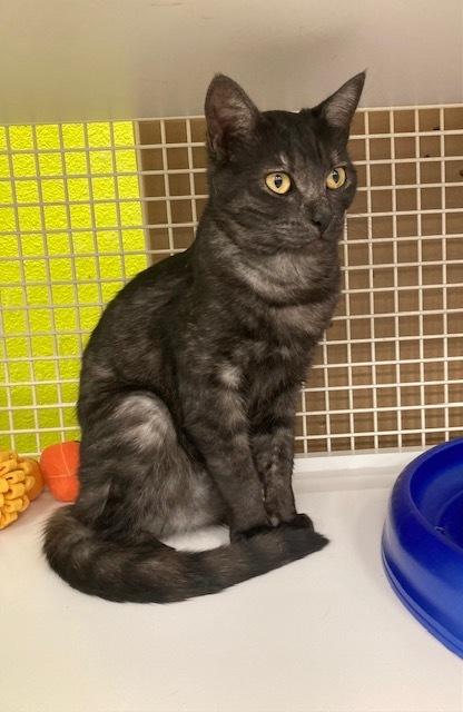 Enlarge Myrna, a Adoptable Domestic Short Hair in Long Beach, CA image 1/3