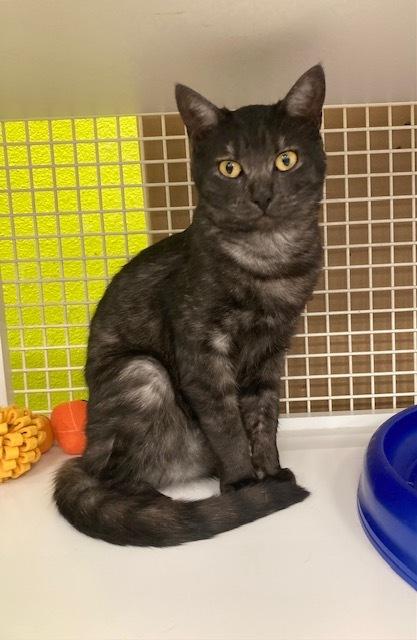 Enlarge Myrna, a Adoptable Domestic Short Hair in Long Beach, CA image 2/3