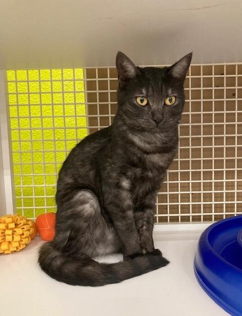 Enlarge Myrna, a Adoptable Domestic Short Hair in Long Beach, CA image 3/3