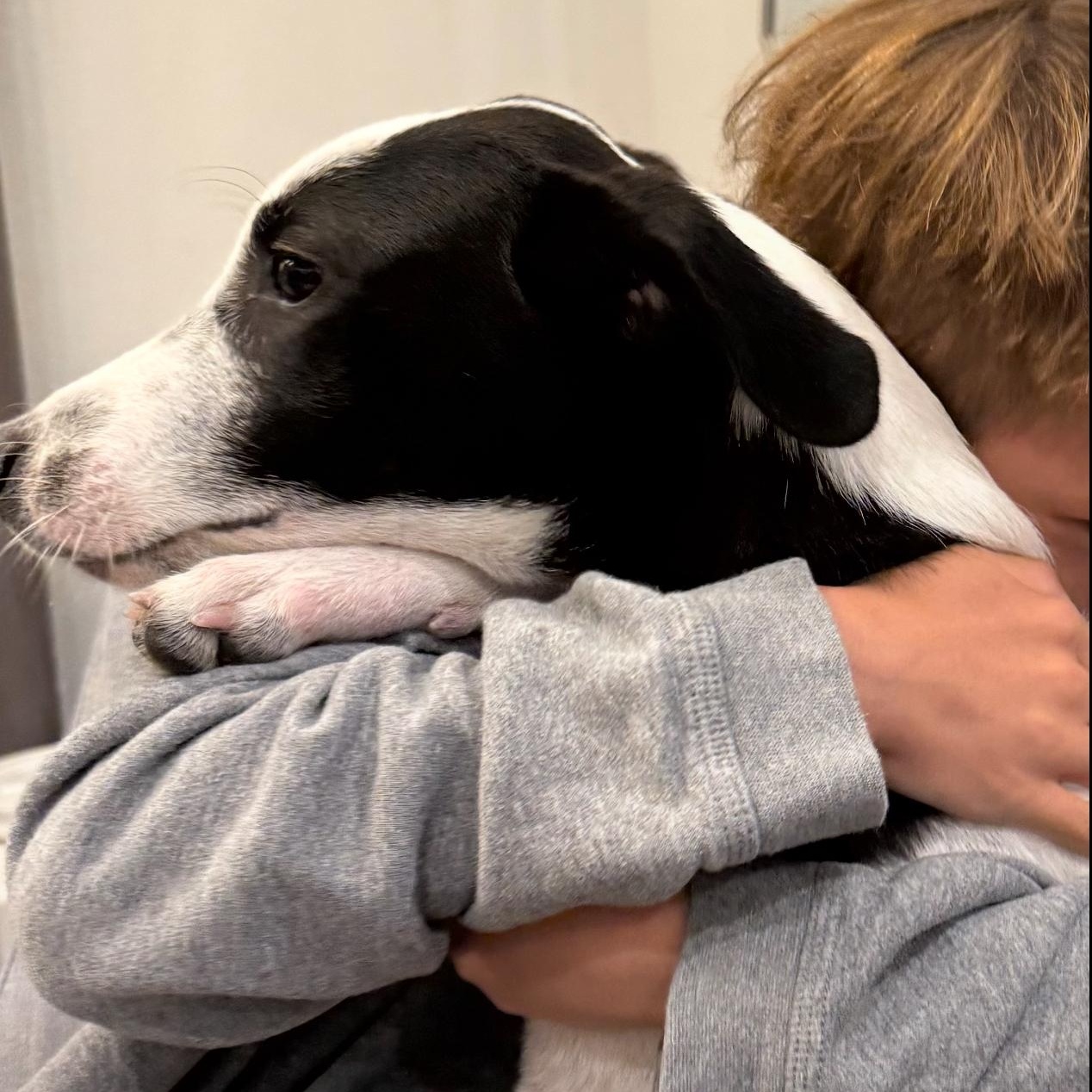 Enlarge Claire, an adopted mixed breed in Portsmouth, NH image 3/4