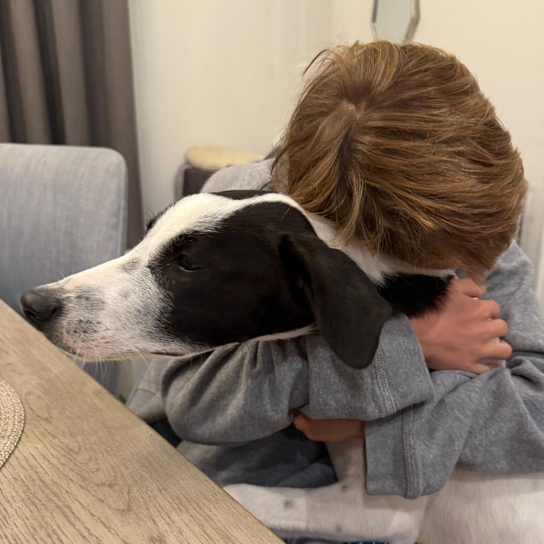 Enlarge Claire, an adopted mixed breed in Portsmouth, NH image 4/4