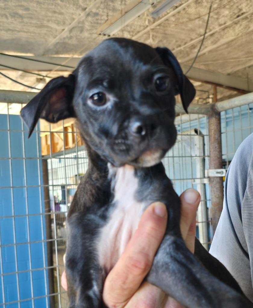 Enlarge Jolene, a Adoptable mixed breed in Canyon Lake, TX image 1/1