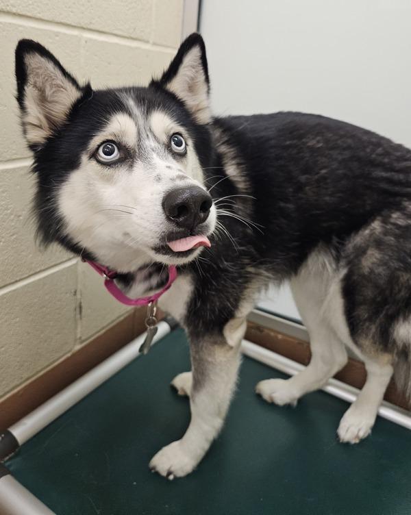 Enlarge Juko, a Adoptable mixed breed in Kennewick, WA image 1/2