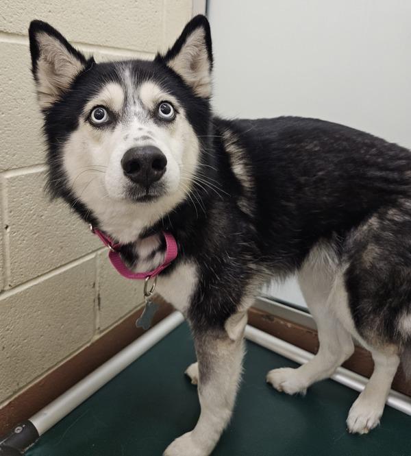 Enlarge Juko, a Adoptable mixed breed in Kennewick, WA image 2/2