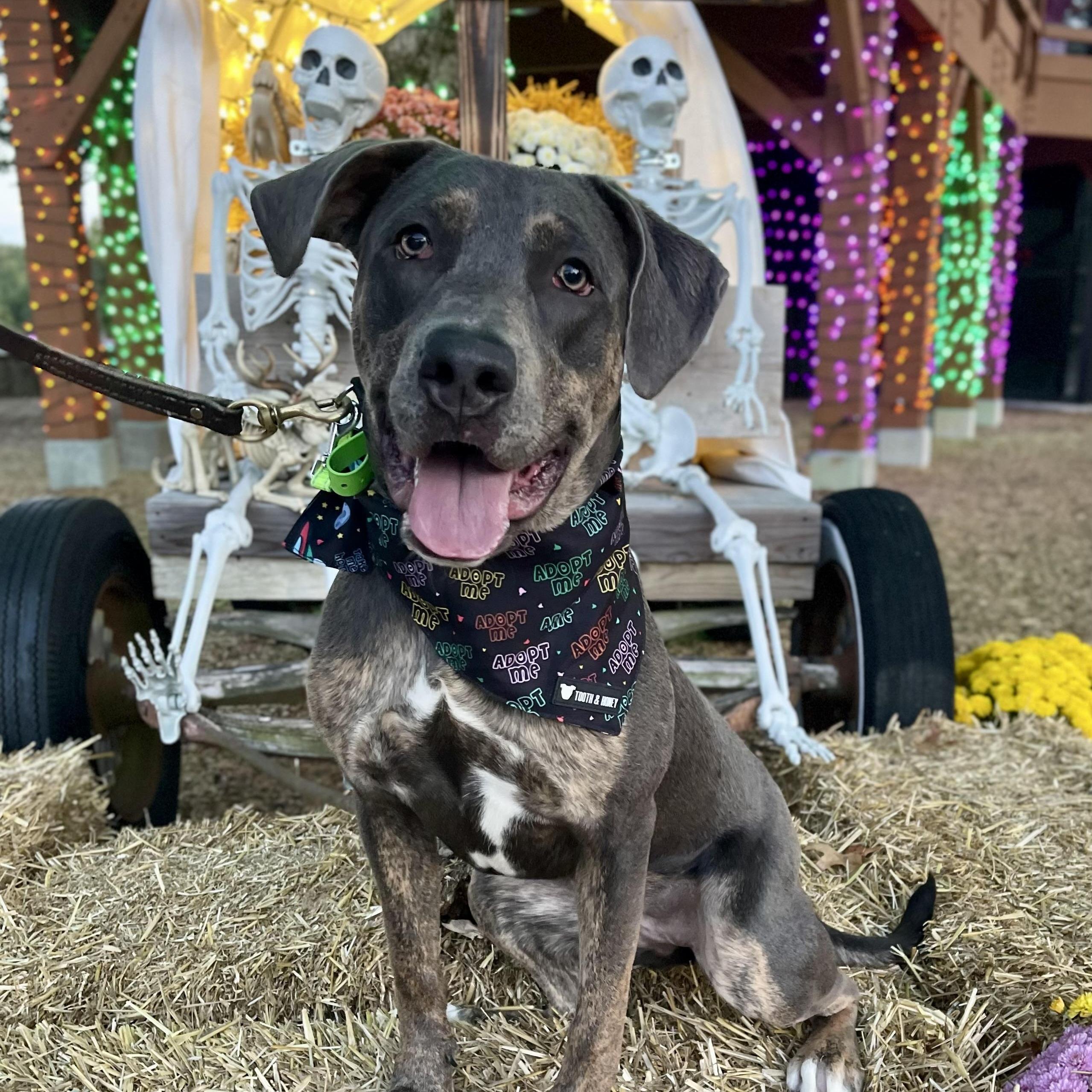 Enlarge Piper, a ADOPTABLE mixed breed in Cleveland, OH image 3/6