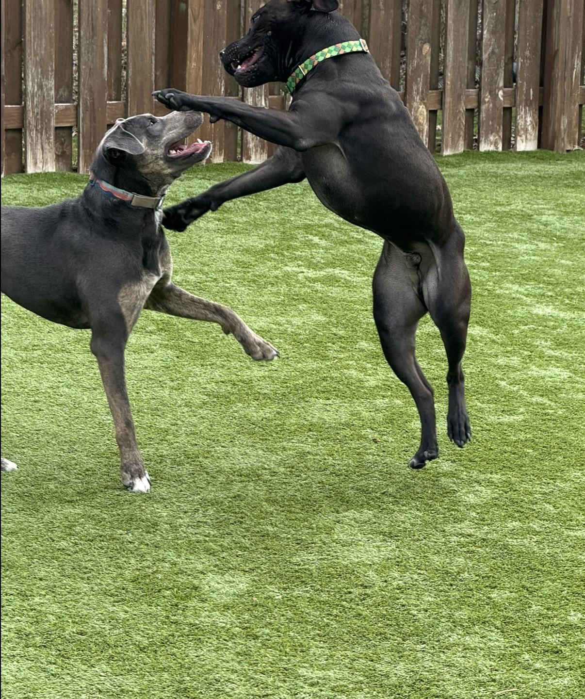 Enlarge Piper, a ADOPTABLE mixed breed in Cleveland, OH image 6/6