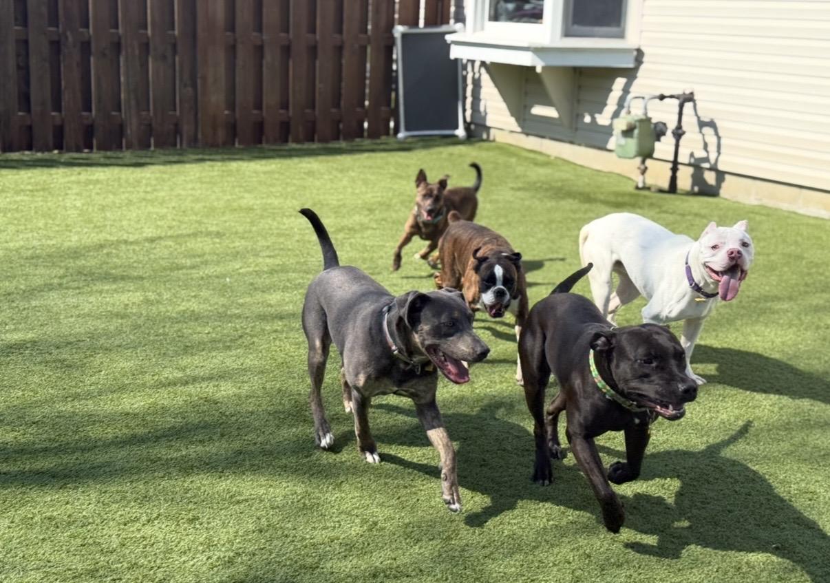 Enlarge Piper, a ADOPTABLE mixed breed in Cleveland, OH image 4/6