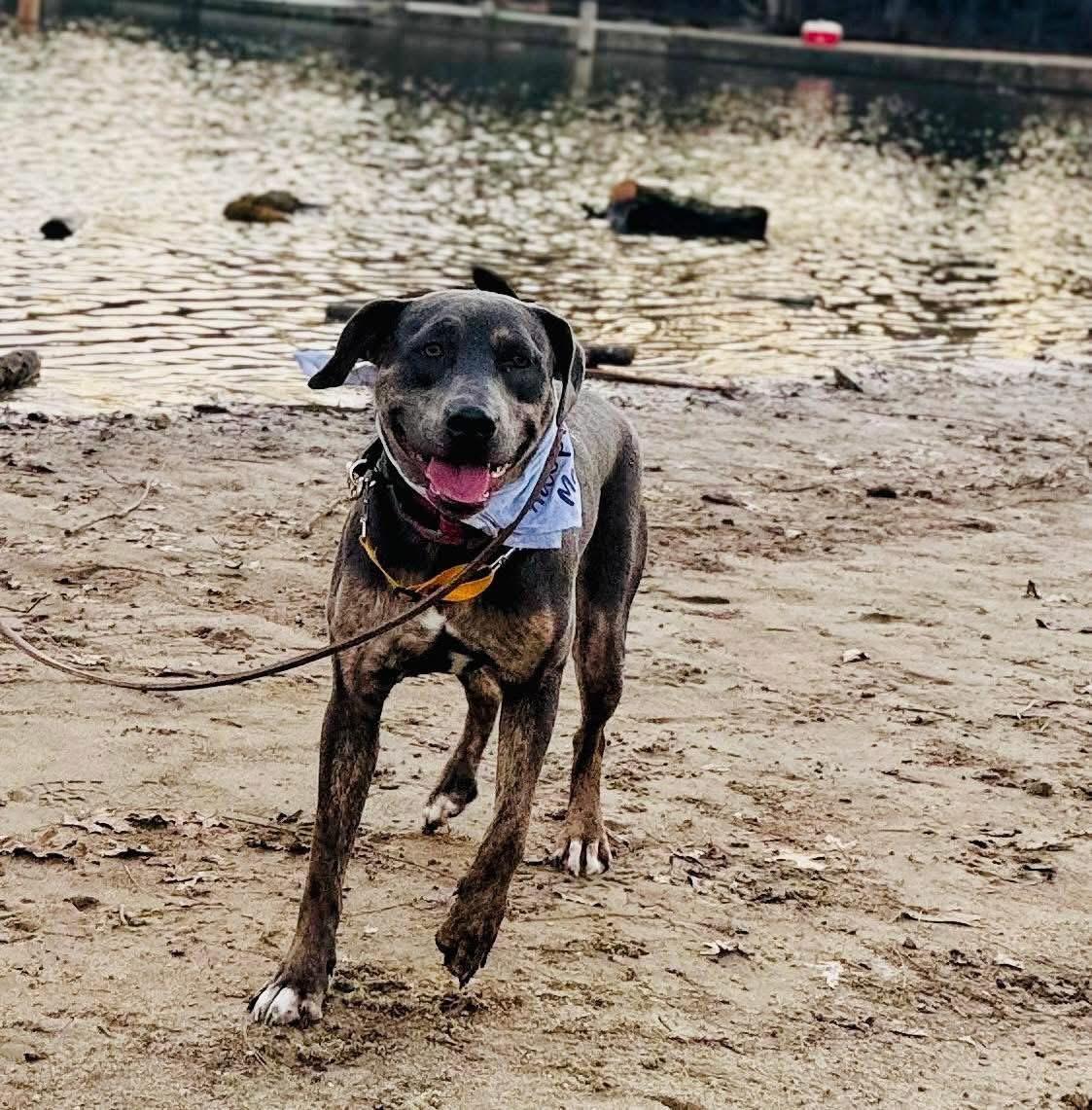 Piper, ADOPTABLE, Young Female American Bully & Mastiff.