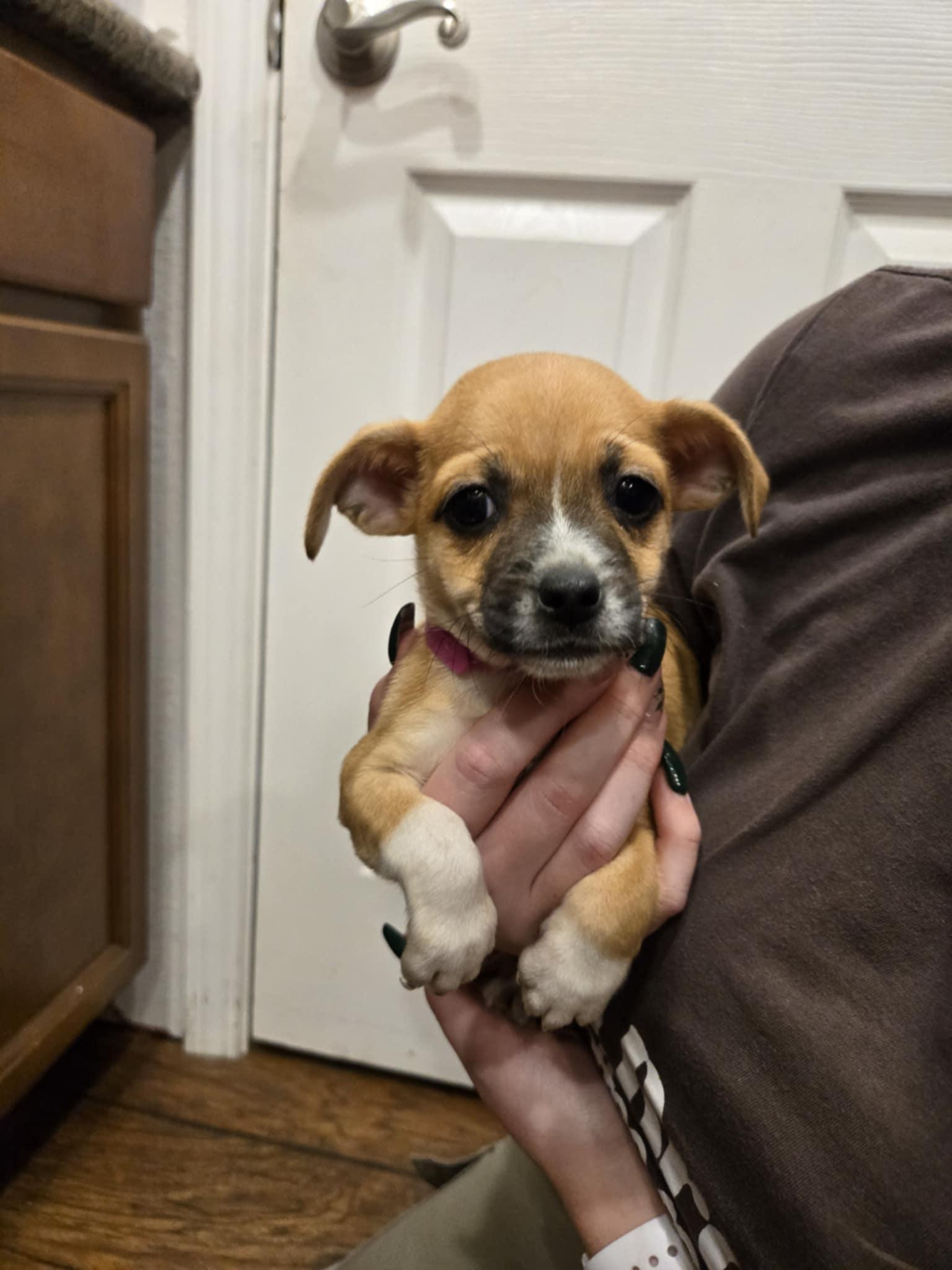 Enlarge Kacey, a Adopted mixed breed in Discovery Bay, CA image 1/2