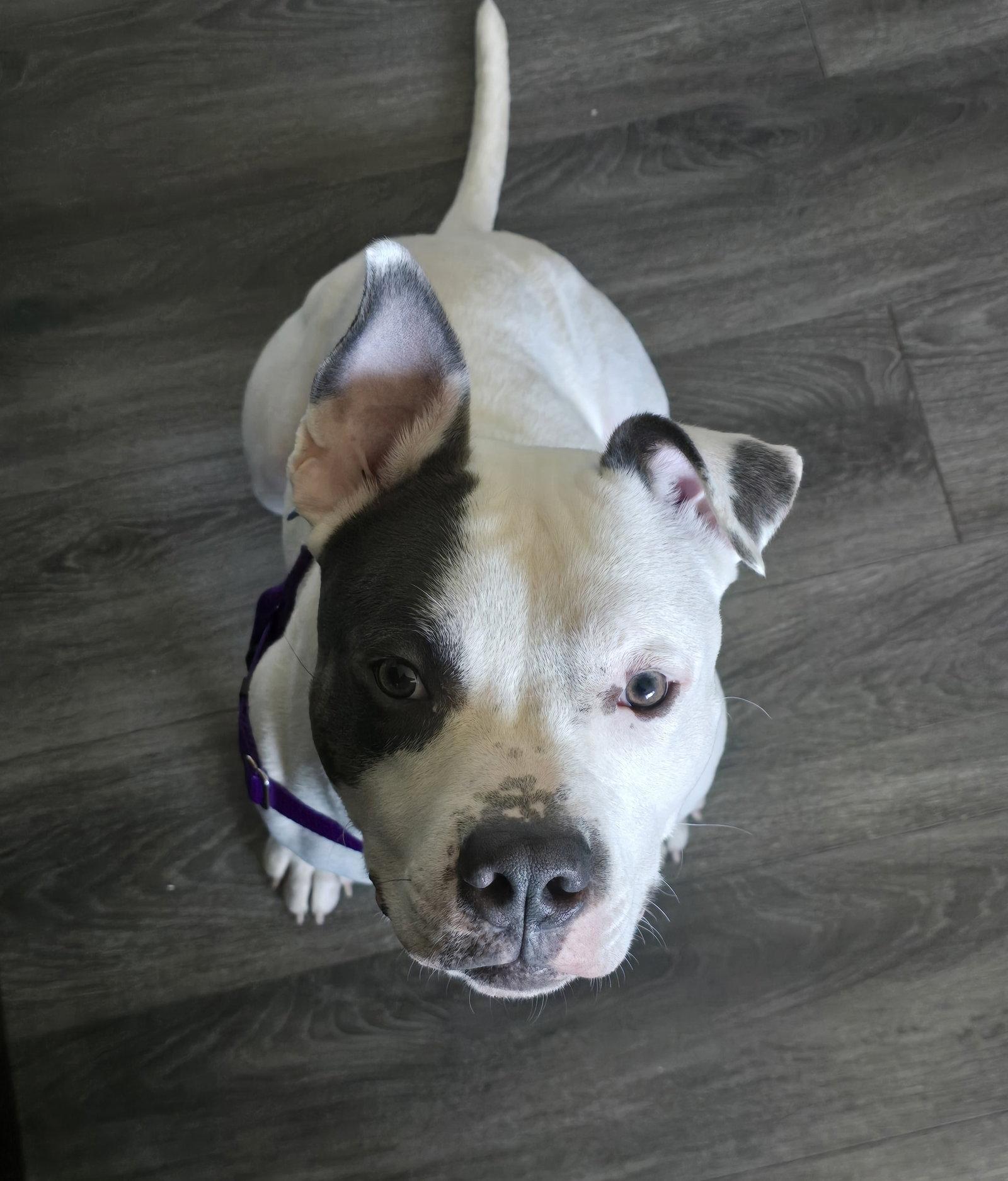 Corbin, Adoptable, Young Male Pit Bull Terrier.