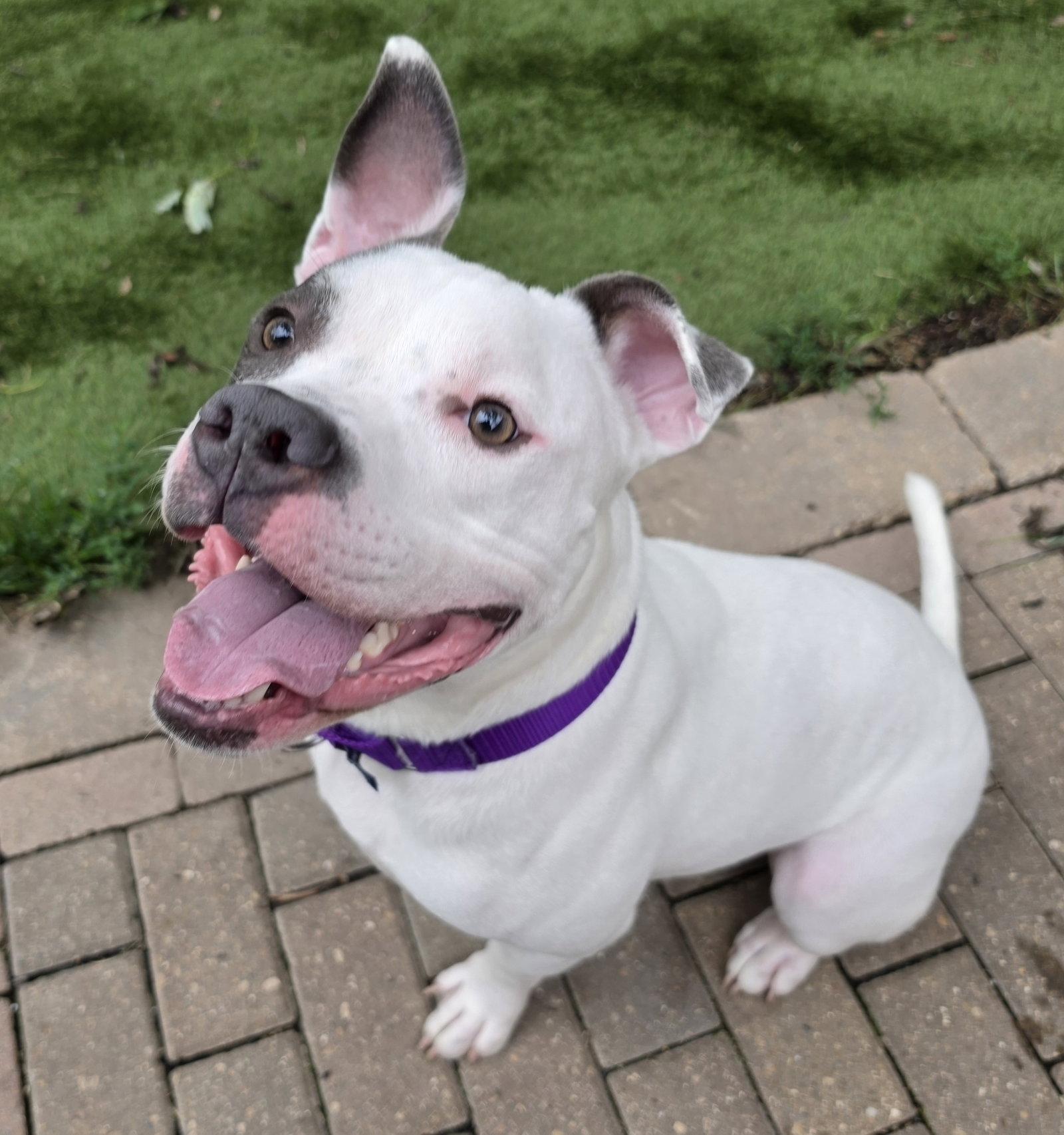 Corbin, Adoptable, Young Male Pit Bull Terrier.