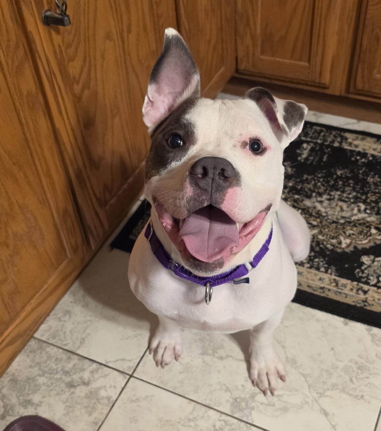 Corbin, a Adoptable Pit Bull Terrier in Crete, IL image 2/3