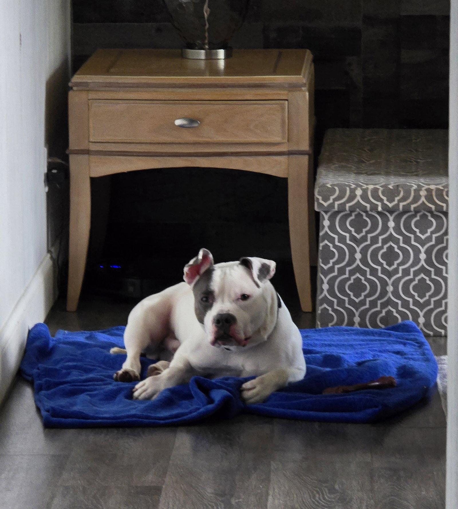Enlarge Corbin, a Adoptable Pit Bull Terrier in Crete, IL image 2/3