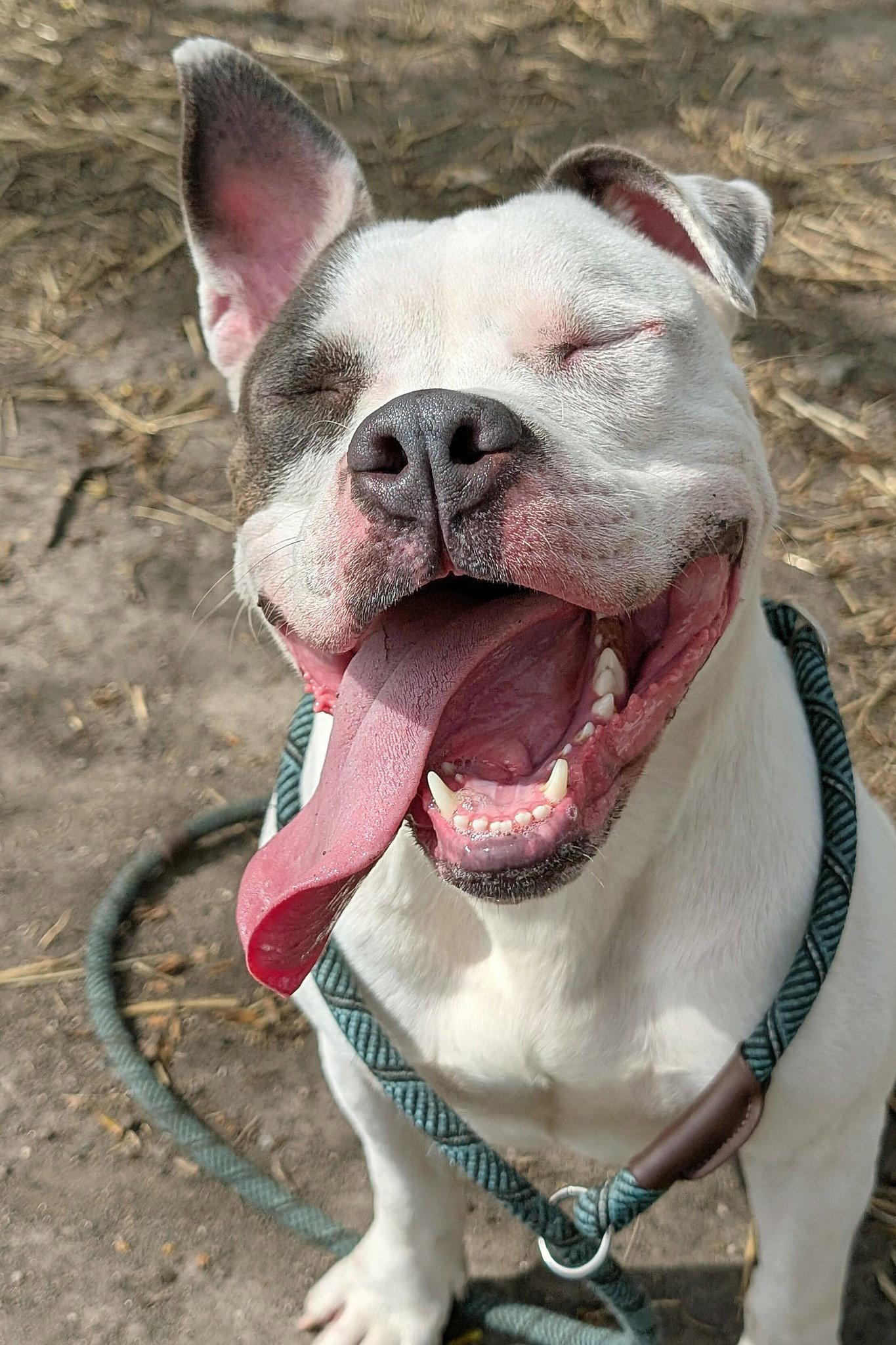 Corbin, a Adoptable Pit Bull Terrier in Crete, IL image 3/3