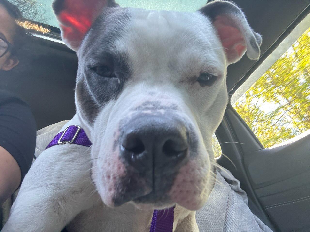 Enlarge Corbin, a Adoptable Pit Bull Terrier in Crete, IL image 3/3