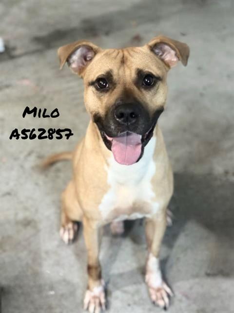 Enlarge MILO, a Adoptable mixed breed in Huntsville, AL image 1/1