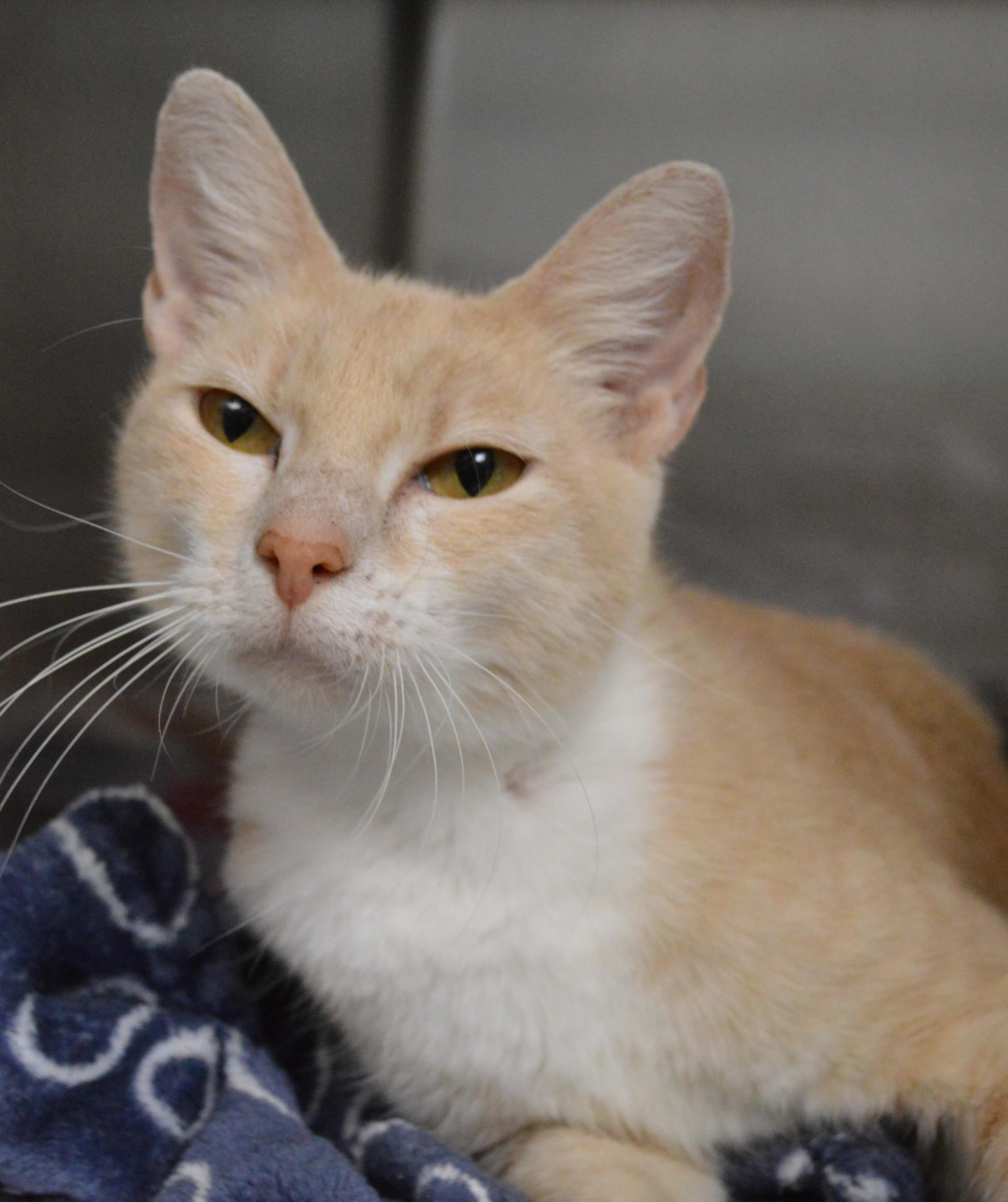Enlarge Clair, a Adopted Domestic Short Hair in House Springs, MO image 1/1