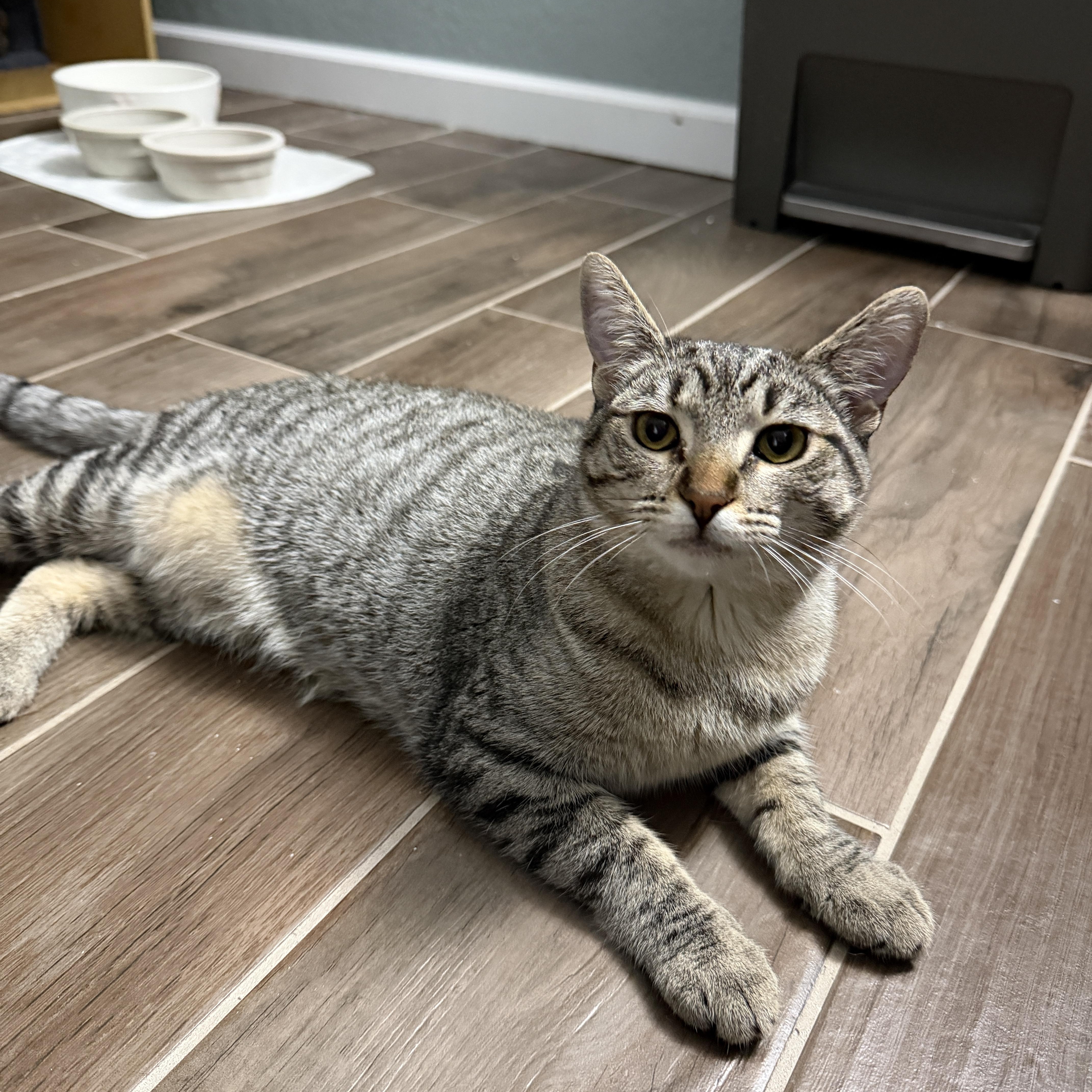 Enlarge Angela, a ADOPTABLE Domestic Short Hair in Chandler, AZ image 2/2