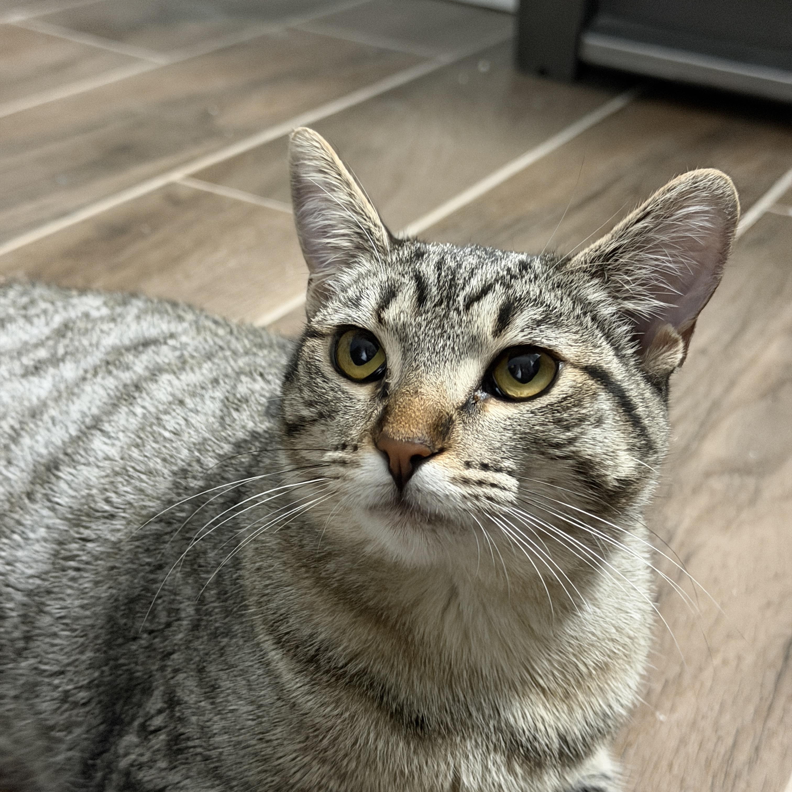 Enlarge Angela, a ADOPTABLE Domestic Short Hair in Chandler, AZ image 1/2