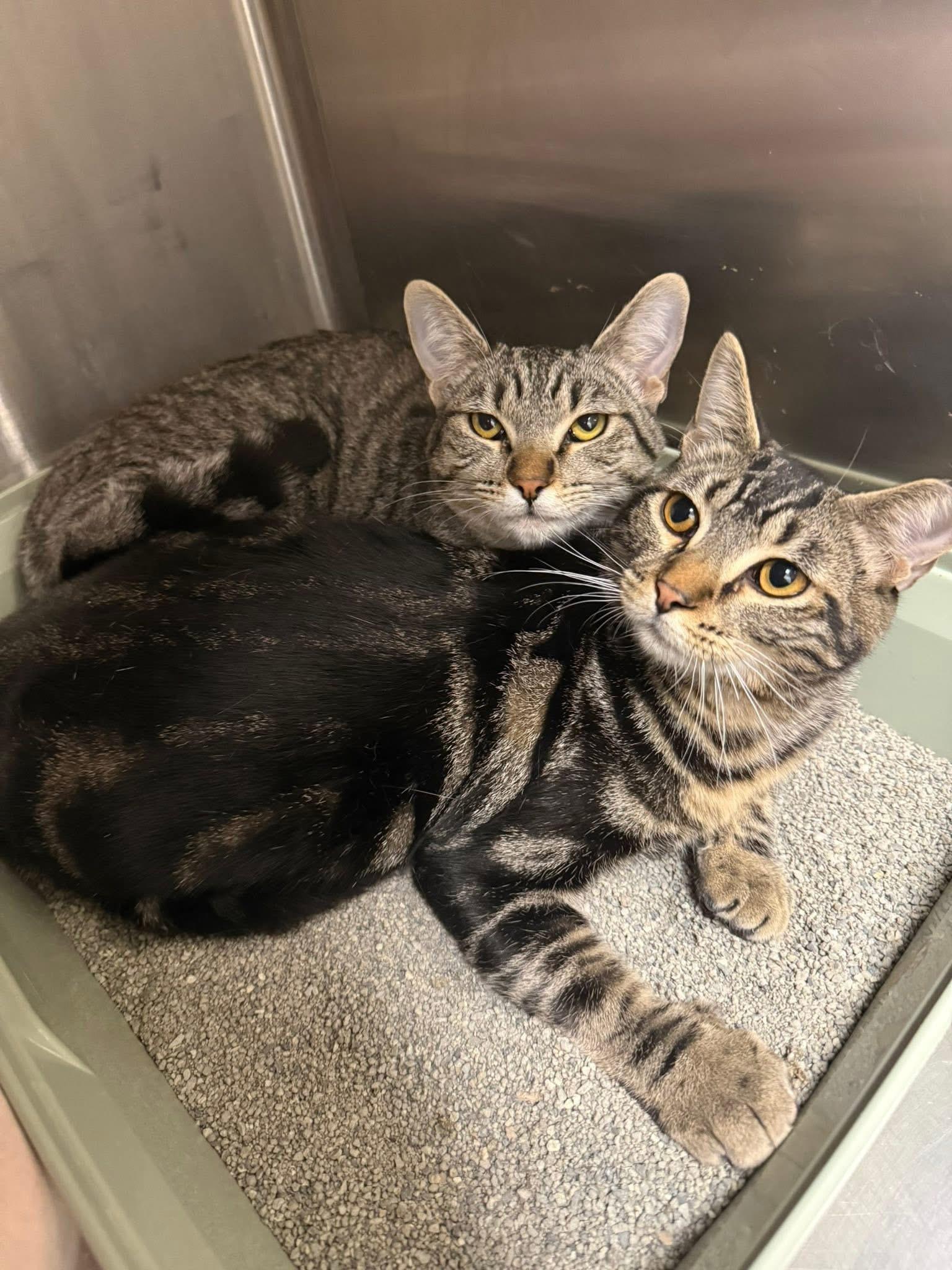 Enlarge Angela, a ADOPTABLE Domestic Short Hair in Chandler, AZ image 3/3