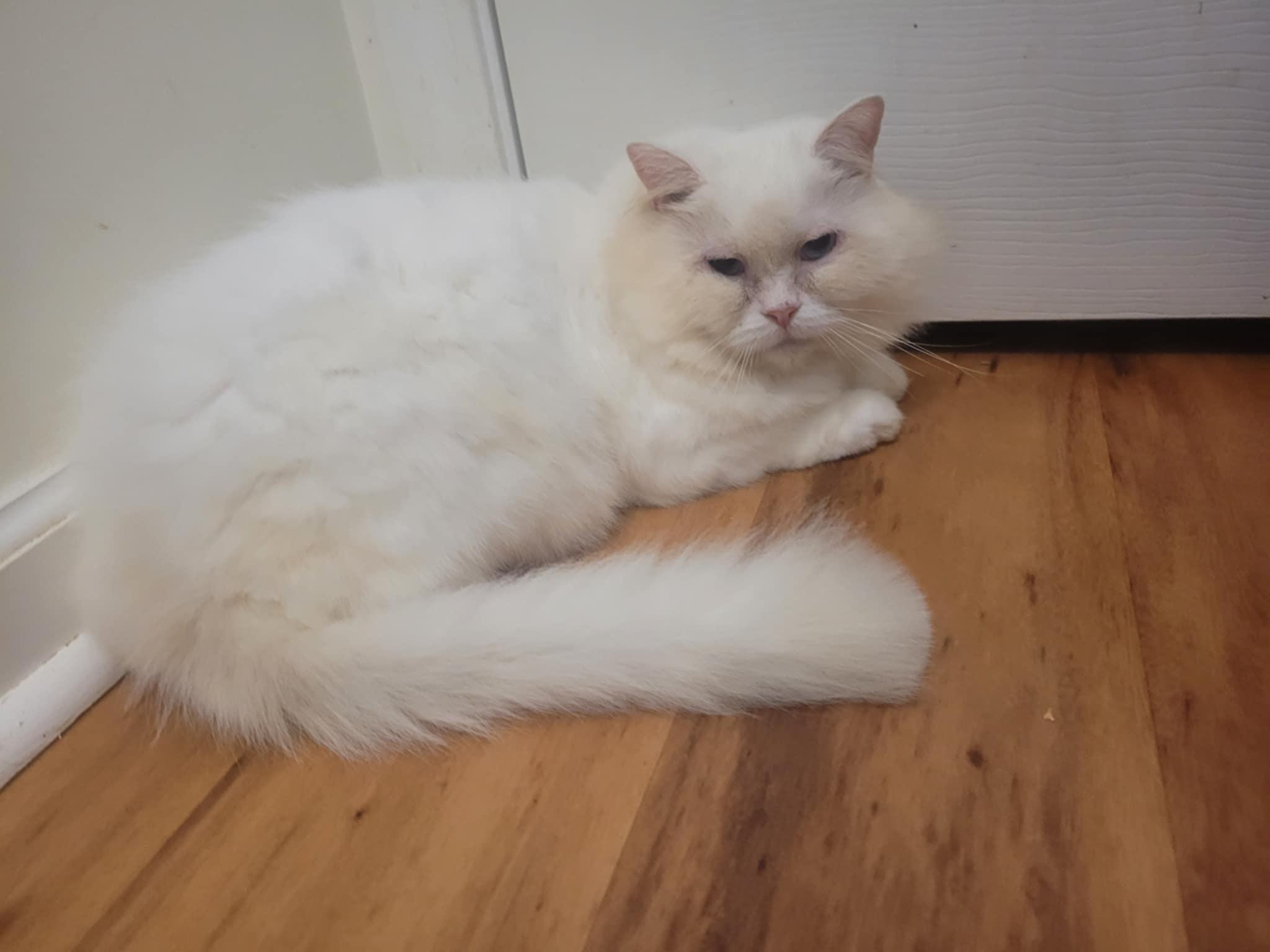 PeeWee, an adoptable Persian in North Myrtle Beach, SC, 29582 | Photo Image 1