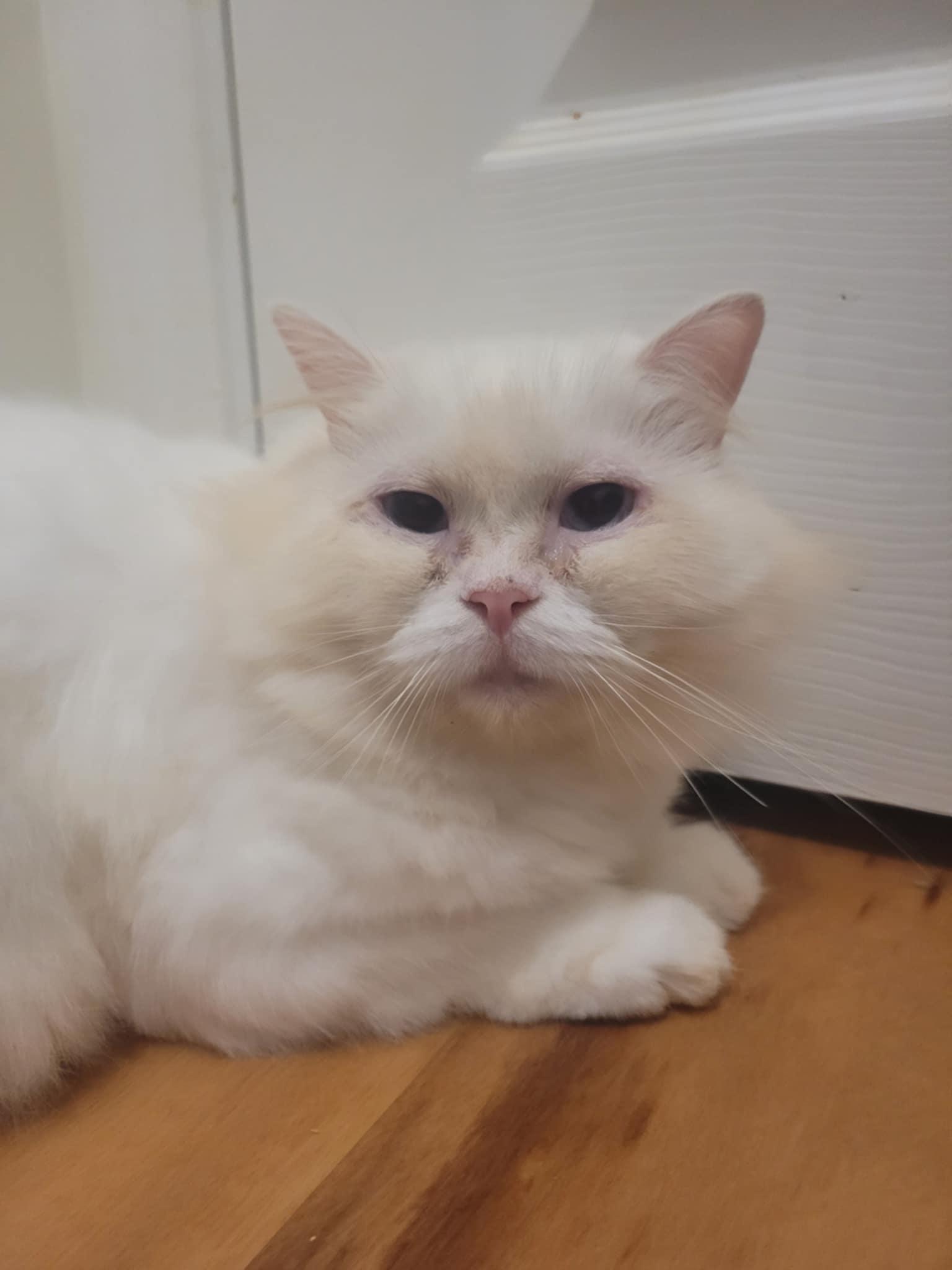 PeeWee, a Adoptable Persian in North Myrtle Beach, SC image 2/6